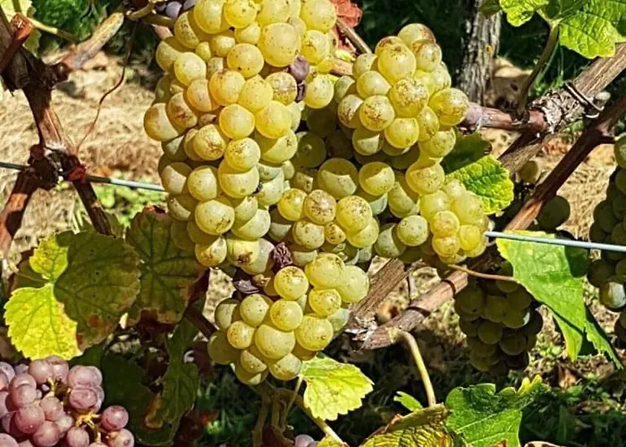 Apartamento Schwind In In Der Pfalz